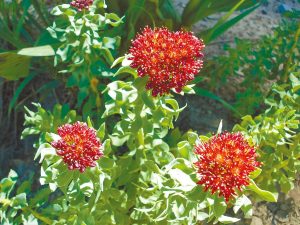 Hồng cảnh thiên